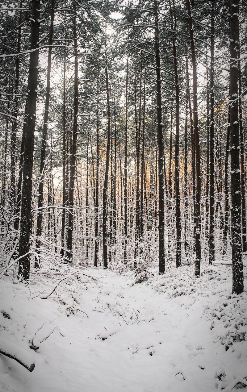 Hidden Trails
